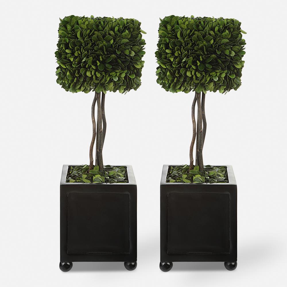 Preserved Boxwood Square Topiaries, S/2